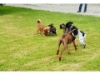Hofhunde